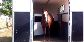 Trust-your-Horse Verladetraining